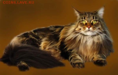 Любите ли вы кошек? - кот