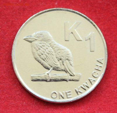 C рубля UNC ЗАМБИЯ 1 KWACHA 2012г. ПТИЧКА до 21.09.14г.в 22 - IMG_0842.JPG
