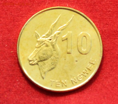 C рубля UNC ЗАМБИЯ 10 NGWEE 2012г. АНТИЛОПА до 21.09.14г. - IMG_0852.JPG
