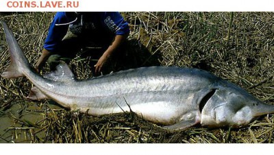 Бойкот МакДональдсу! А лучше вообще его закрыть по всей РФ! - белуга