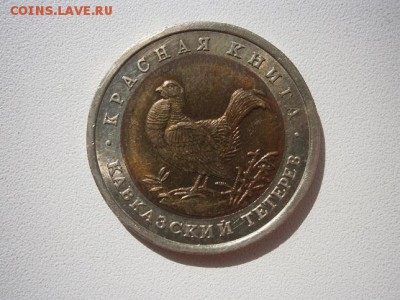 КК Кавказский тетерев 1993г. до 05.04.2014 22.00 мск - P9290005.JPG