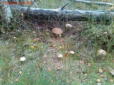 Любители "тихой охоты" есть? Все сюда :) - IMG_20140913_134557