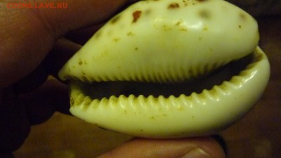 Ракушка на оценку - P1300828.JPG