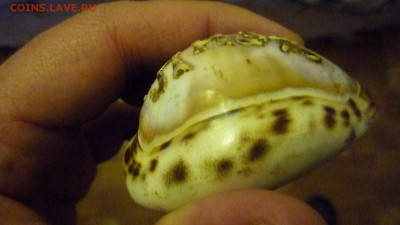 Ракушка на оценку - P1300831.JPG