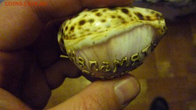 Ракушка на оценку - P1300832.JPG