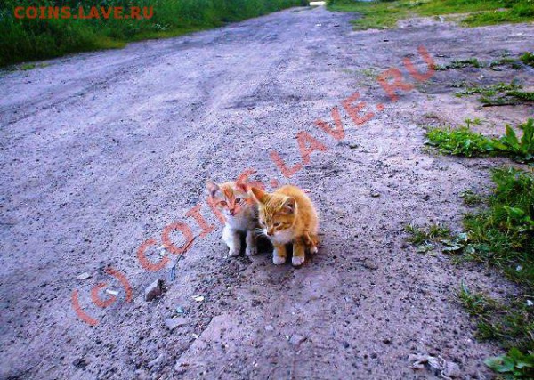 французкий роман :D  1840 года - DSC02077.JPG