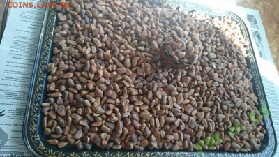 Кедровый орех из Уссурийской тайги - 4696135936_2