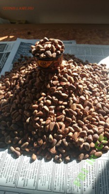 Кедровый орех из Уссурийской тайги - 4696135936