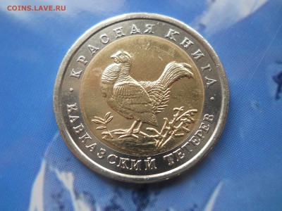 КК Кавказский тетерев, с 200 рублей, до 17.10.14, короткий! - DSCN2142.JPG