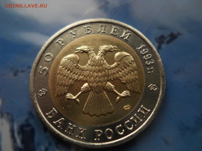 КК Кавказский тетерев, с 200 рублей, до 17.10.14, короткий! - DSCN2141.JPG