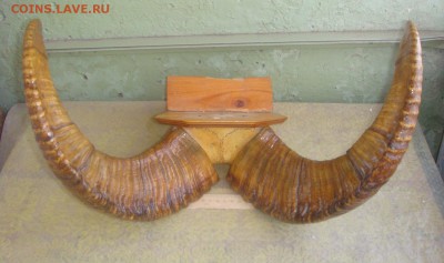 Рога архара - DSC00111