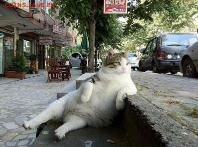 Любите ли вы кошек? - 116639755_large_getImage__87_
