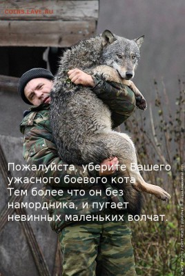 Любите ли вы кошек? - kotomatritsa_QL