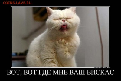 Любите ли вы кошек? - 43