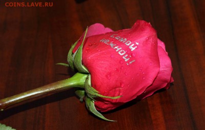 Комплект Арт Фломастер для нанесения надписей на живые цветы - 111.JPG