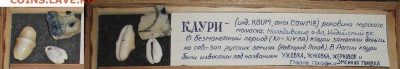 Каури ХII- XVII век - 2