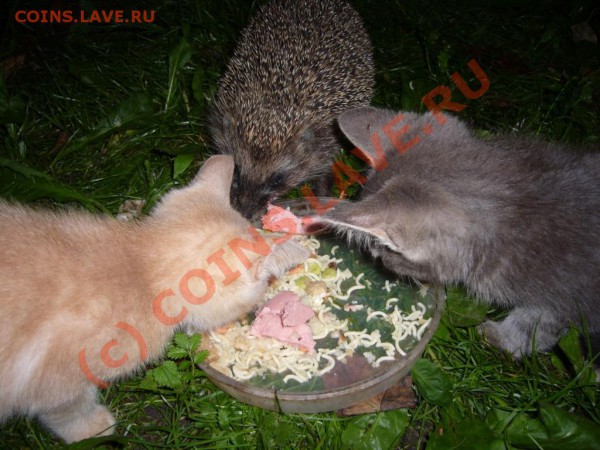 ФОТО - просто фото. Те что получились удачными. - P1010517.JPG