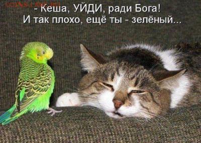Любите ли вы кошек? - getImage (22)