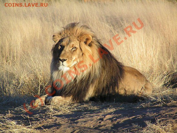 Животные на банкнотах - 800px-Lion_waiting_in_Nambia