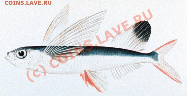 Животные на монетах - Sailfin_flyingfish