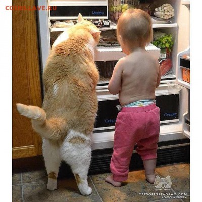 Вопросом на вопрос! - getImage (25)