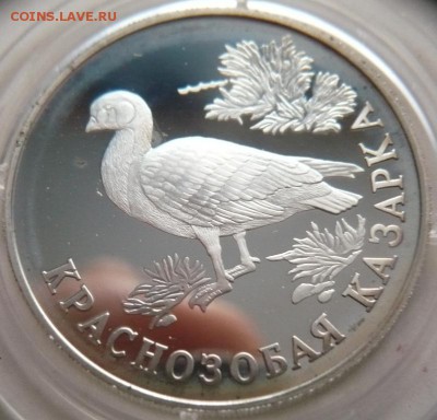1 руб. 1994 г. к.к. Краснозобая казарка до 22-00.21.11.14 г. - P1300606.JPG