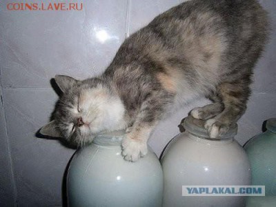 Любите ли вы кошек? - 3622355