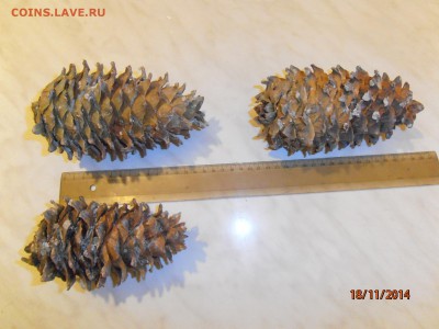 Кедровый орех из Уссурийской тайги - PB181356.JPG