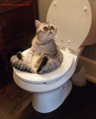 Любите ли вы кошек? - image (35)