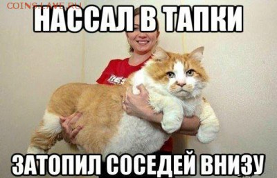 Любите ли вы кошек? - daa2e85656c5