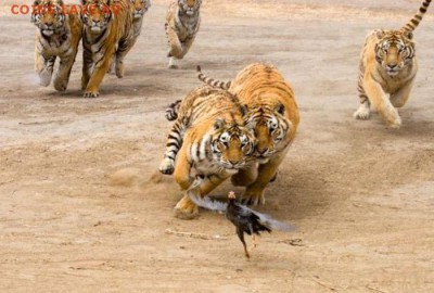 Ну а теперь про Украину - 1265285336_tigr6
