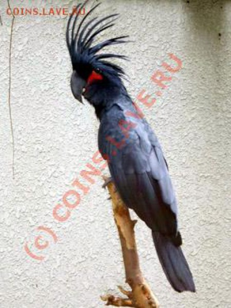 Животные на монетах - Palm_Cockatoo