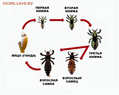 Чешуйка на определение и оценку. - kak-izbavitsja-ot-vshej-sajt-sovetov_1
