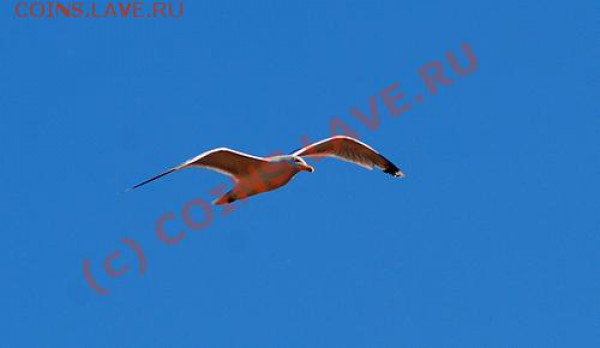 Животные на банкнотах - gull1[1]