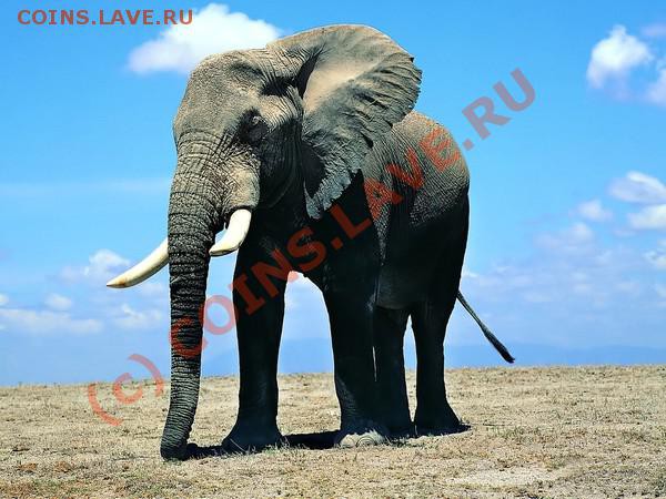 Животные на монетах - radionetplus_ru_jivnoct23[1]