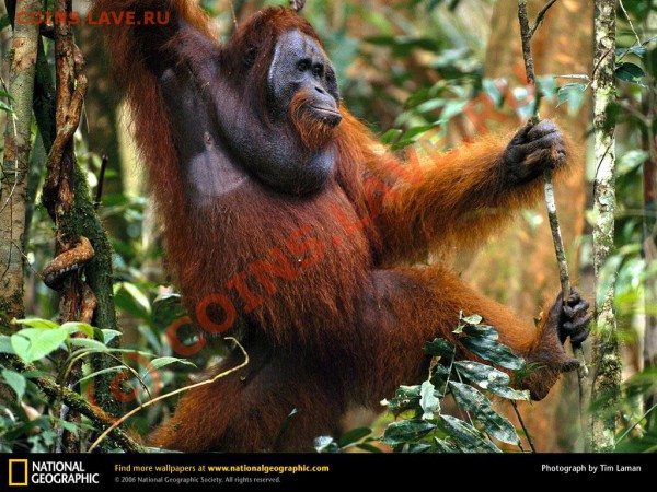 Животные на монетах - orangutan-traveling-forest