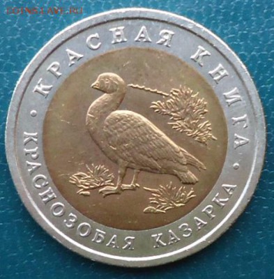 КК 10рублеё. Краснозобая Казарка - DSC05502.JPG