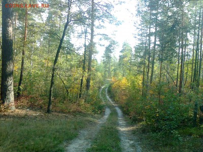 Поиск монет без мд - Фото4244