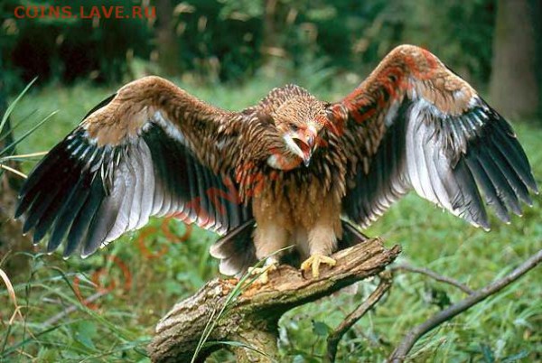 Животные на монетах - Aquila_heliaca