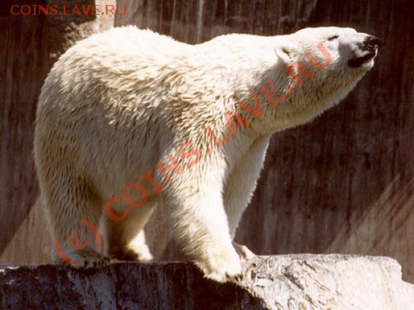 Животные на монетах - 25[1]