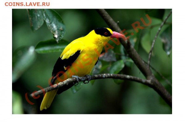 Животные на монетах - kepodang_bird