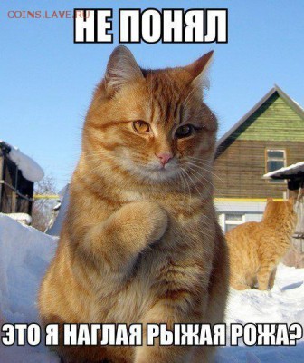 Любите ли вы кошек? - 595519a2d765