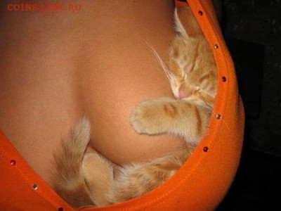 Любите ли вы кошек? - Безымянный