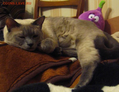 Любите ли вы кошек? - IMG_1941.JPG