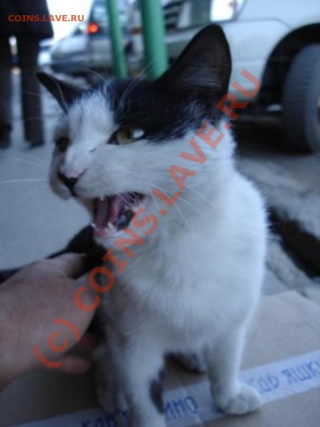 А это вообще-то кошка. Сфотал на оптовой базе. Типа кричит: "Не виноватая я!!!" - DSC09426.JPG