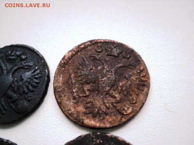 Монеты денга и полушка 1731-1749 гг - DSC07546.JPG