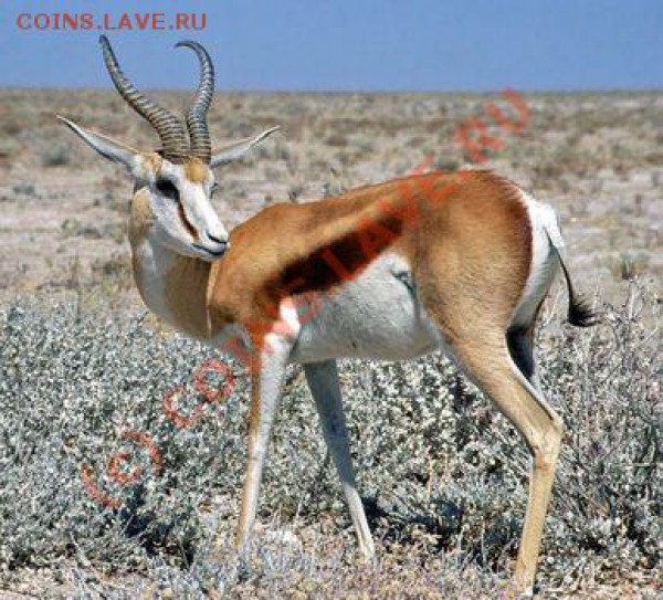 Животные на монетах - _springbok_namibia__165[1]