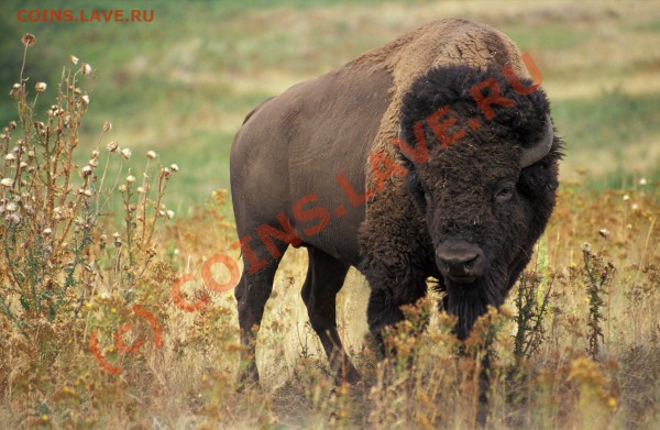 Животные на монетах - American_bison_k5680-1[1]