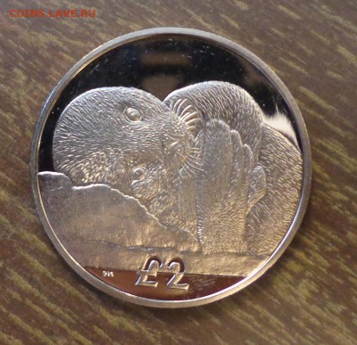 Ю.Георгия и Ю.Сэндвичевы о-ва - ГРУСТНЫЙ МОРЖ 28.12, 22.00 - Ю.Георгия - морж