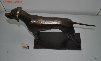 Собака бронза на оценку - DSC_0335 (2).JPG
